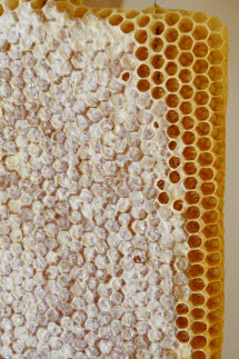 Greek Honey - Bee Honeycomb