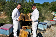 Greek Honey - Bee Hives