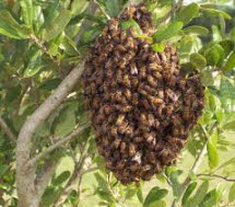 Honey Bees