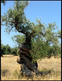 An Old Olive Tree - From the Olive Table Olive Orchid